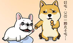 可愛可以當飯吃嗎？豆卡頻道爆笑貓狗生活誌 插畫、動物、豆卡頻道、貓咪、狗、貓、生活誌、爆笑