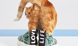 每隻貓咪都想當鞋貓？Vogue企劃動物與平底鞋的時尚照 The Cat and The Flat、Charlie Engman、Vogue、貓咪、平底鞋、動物、球鞋、涼鞋、圖騰