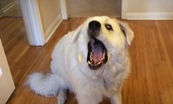 接不到、接不到、就是接不到！大白熊犬接食物失敗記 大白熊犬、Nana the Dog、接食物、狗狗、可愛、萌