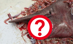 活生生惡夢撈上岸！美男意外捕獲鯊魚界的成龍 動物、生物、海洋、猛獸、怪異、恐怖、尖牙、利齒、惡夢、噩夢、詭異、上岸、美男、美國、男子、男性、漁夫、漁民、鯊魚、成龍、基韋斯特、佛州、活化石、化石、歐氏尖吻鮫、墨西哥灣、Carl Moore