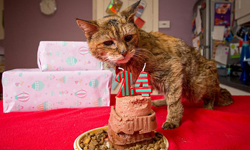 金氏世界紀錄認證過的！地表上最長壽的24歲貓咪Poppy Poppy、金氏世界紀錄、長壽、24歲、生日、主人、寵物、健康、飲食、運動、英國