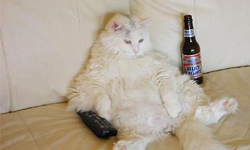 我們就是學人精！動物幻想自己是人類模仿圖輯 貓咪、狗、柴犬、法鬥、波斯貓