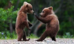 哼哼哈兮！16張超殺照片證明小動物超適合當武打明星 可愛、武打、動物、萌照、明星、電影