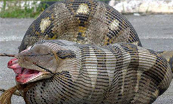 巨蟒到底吞了甚麼？蛇腹圓滾滾怪照網路瘋傳 詭異、恐怖、噁心、圓肚、腹部、烏龜、炒鍋、鍋子、網路、瘋傳、推特、巨蟒、蟒蛇、蛇、動物、吞食