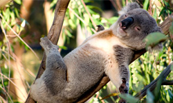 好想在樹上睡懶覺！懶洋洋系動物特蒐 懶、樹懶、貓熊、海獅、蜂猴