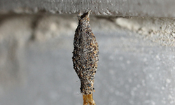 偽裝成灰塵的噁心生物！你家牆角也有可能會出現的小生物 ─ 衣蛾 衣蛾、Tinea pellionella、居家害蟲、害蟲