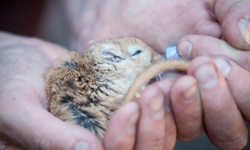 只要是生命我都要救！消防員輸氧搶救寵物小沙鼠 Theresa Chapman、小沙鼠、Pete Tilbury、消防員、火災