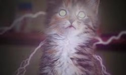 變身金鋼狼只為了…！萌貓版《X戰警》展開逆襲 X戰警、小貓、可愛、電影、翻拍