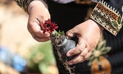 以愛之名種出的花草！巴勒斯坦催淚彈殼花園 以色列、巴勒斯坦、以巴衝突、流血、鬥爭