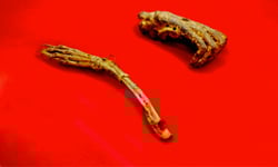 難道真的有河童？日本宮崎「河童的手足」公開展出中！ 獵奇、奇想、日本、傳說、生物