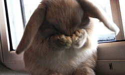 這麼累就對了？令人爆笑的兔子打哈欠瞬間 兔子、打哈欠、哈欠、累、睡覺