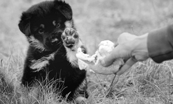 滿滿的愛充斥其中！攝影師父親與孩子們的農場溫馨日常 波蘭、攝影、可愛、Sebastian Łuczywo、農場