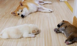 幼柴的萌誰比得過！網路人氣柴犬一家的幸福時光 柴犬、幼犬、小狗、狗、日本