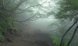 一走進去指南針就失靈？日本自殺森林青木原樹海 指南針、失靈、日本、自殺、森林