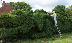 13年來都在照顧45公尺樹龍 英國園藝老爺爺的浪漫 園藝、退休、爺爺、藝術