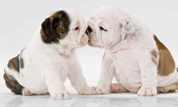 我也想要愛的親親！溫暖又療癒的動物親親照 動物、親親、Kiss、療癒、接吻