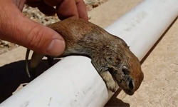 施行迷你CPR的方法─小松鼠溺水瀕死獲救記 松鼠、小松鼠、自然、萌、動物、溺水、落水、獲救、迷你、性命、生命、囓齒、齧齒、美國、亞利桑那、亞利桑那州、鳳凰城、泳池、修理工、心肺復甦術、CPR、Rick Gruber