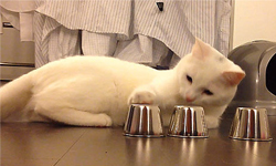 你拚得過貓嗎？5項技能證明貓可能比人還強 貓咪、動物、萌、特技、技能