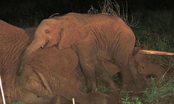 喪母傷心欲絕！獵食者虎視眈眈、象寶寶堅決守夜 喪母、守夜、獵食、虎視眈眈、小象、母象、大象、象、寶寶、守夜、固執、危機、獵食、捕食、生命、Samburu、David Sheldrick