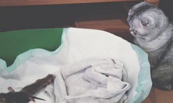 賀喜喵喵couple！Instagram網路紅貓Roku有一件事要宣布… Instagram、Roku、Hachi、貓咪、可愛、萌、圓、有趣、喜事、添子、家庭、母愛、父愛