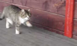 一、二、三，踏步走！如行軍步的正經貓咪爆笑登場 貓咪、踏步、閱兵、可愛、走路、貓掌、Youtube、百萬點閱