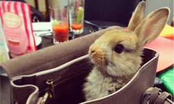 我媽媽是超模Cara！擁有10萬粉絲追蹤的兔寶寶Cecil Cara Delevingne、Choupette、Cecil、老佛爺、Karl Lagerfeld