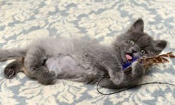 我畸形，可是我很可愛！小貓賣萌為自己爭取到領養家庭 Munchkin、曼赤肯、貓、萌、可愛