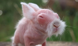 請愛護你的毛髮！因為當動物禿了就變這樣... 動物、毛、毛髮、兔、熊、鼠、刺蝟、幻滅、崩壞