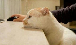 分享越多越空虛？Facebook寂寞考 Facebook、臉書、寂寞、打卡、分享