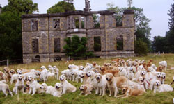 我願意被你們團團包圍！222隻黃金獵犬破紀錄大聯誼 The Golden Retriever Club、Guisachan House、黃金獵犬、金毛節、狗狗