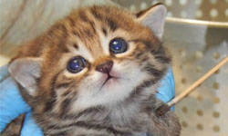 一出生就萌死全世界！黑足貓寶寶3倍可愛電力放送中 Drogon、Rhaegal、Viserion、冰與火之歌、黑足貓