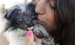 世界最醜狗非牠莫屬！沒嘴唇、沒眼瞼的悲慘身世奪冠 World's Ugliest Dog Contest、世界最醜狗、Holly Chandler、選醜、比賽