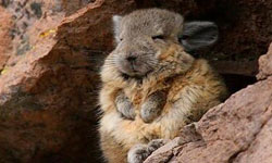 地表最愛睏萌物登場！睡不飽的山絨鼠    動物、山絨鼠、萌、Viscacha、打瞌睡