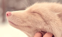 全世界只有2隻的夢幻寵物！充滿靈性的粉紅香檳狐狸 夢幻、寵物、粉紅、香檳、狐狸