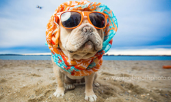 你家狗狗也可以這樣拍！寵物攝影師教你10種創意拍法 Kaylee、寵物攝影、可愛、創意、沙龍照