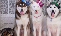 誰都別想惹這家人！哈士奇狗狗家庭霸氣登場 哈士奇、Husky、西伯利亞雪橇犬、Siberian Husky、家庭