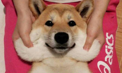 我家的柴犬是戲精！表情帝小剛的日常生活 柴犬、可愛、日常、狗、萌