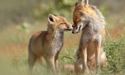 牠們其實不陰險！攝影師鏡頭下的隱藏版萌物 狐狸、 Roeselien Raimond、可愛、攝影、萌