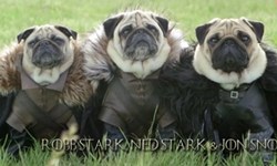 一眨眼就霸氣全失？巴哥版《權力遊戲》超萌登場 巴哥、狗、可愛、萌、權力遊戲、cosplay