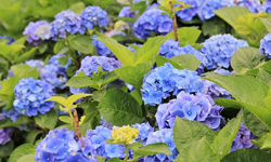 文青就是腳勤：繡球花都開好了！夏日踏青好時節 展覽、表演、藝文活動、活動、假日