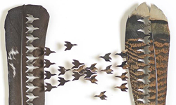 不只是拿來求偶炫耀！羽毛中的另類絕美風景 Chris Maynard、羽毛、Cut Feather Shadowboxes、鳥、美國