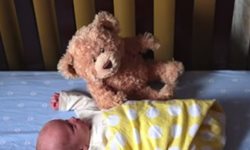 熊麻吉的漫長等待？迎接小主人回家的泰迪熊短片 熊麻吉、泰迪熊、懷孕、北鼻、可愛、萌、影片、Henry Knutson、Aimee Knutson