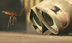 除蟑螂一次就上手！對付蟑螂的錦囊妙計 除蟑、蟑螂、滅蟑、夏天、酒瓶