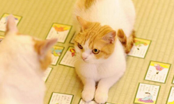 快跟上他們的腳步　可愛的貓咪師徒準備開始旅行嘍！ 貓、萌、可愛、日本、旅行