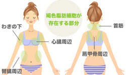 調整溫度就能瘦？澳洲最新研究帶來振奮人心的好消息！ 減重、減肥、科學研究、胰島素、褐色脂肪