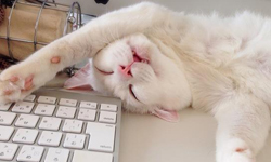 別連睡覺也拍啊！主人與貓大爺的另類日常生活 貓、貓咪、日本、可愛、萌、傻、特寫