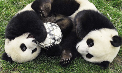 這麼萌的足球員你有看過嗎？比猛男更吸睛的動物版世足 動物、萌、足球、球員、世足、FIFA、世足賽、世界盃