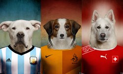當梅西變成獒犬…世足參賽國代表犬登場！ 2014世足、狗狗、猛犬、獵犬、獒犬、世足賽、攝影集、Soccer Nations Dogs 、Life on White