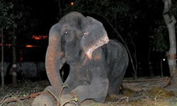 半世紀都吃塑膠維生！被逼行乞的大象重獲自由痛哭 Satyanarayan、Raju、Wildlife SOS、印度、大象