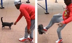 黃金右腳踢飛小貓10尺高！人肉搜索見證鄉民的正義 人肉搜索、鄉民的正義、網路力量、臉書、Andre Robinson